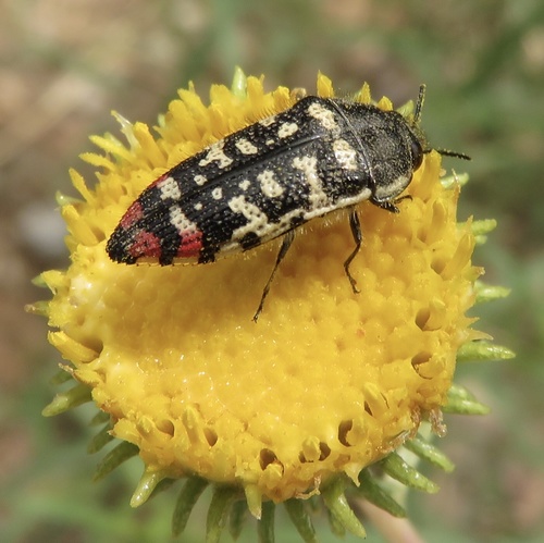 Acmaeodera opacula