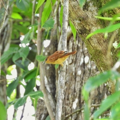 Pachyramphus cinnamomeus image