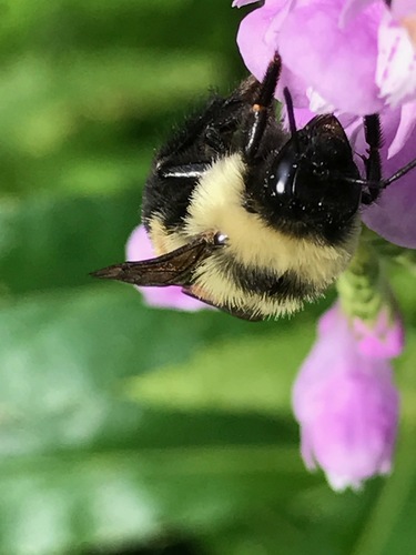 Rusty-patched Bumble Bee