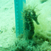 Observation photo