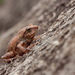 Chari's Bush Frog - Photo (c) Abhishek Jamalabad, all rights reserved, uploaded by Abhishek Jamalabad