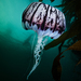 Sea Nettles - Photo (c) Patrick Webster, all rights reserved, uploaded by Patrick Webster