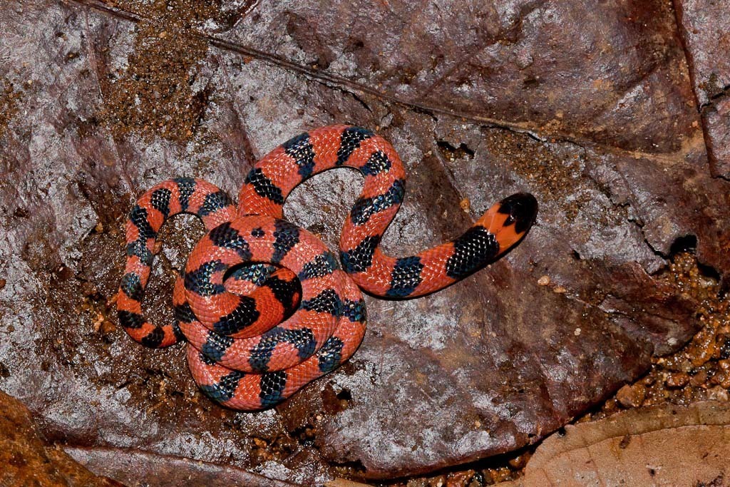 Bibron's Slender Coralsnake in July 2014 by Abhishek Jamalabad ...
