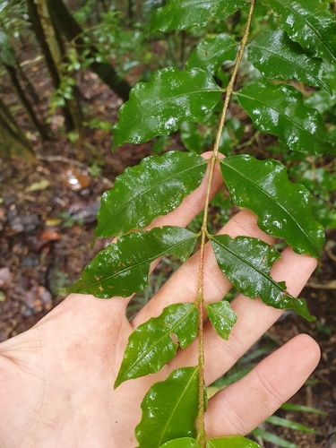Thaleropia