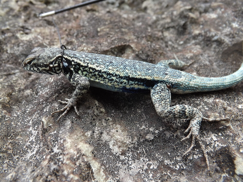 Couch's Spiny Lizard