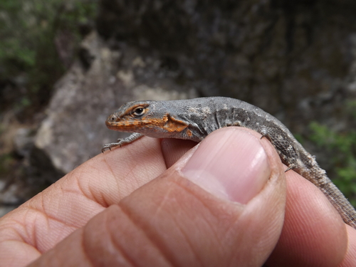 Couch's Spiny Lizard