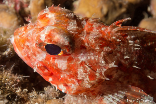 Small Red Scorpionfish