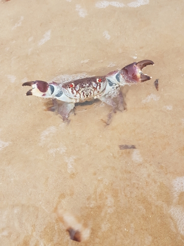 Smooth Red-eyed Crab