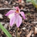 Little Pink Fan Orchid - Photo (c) Paul Winthrop, all rights reserved, uploaded by Paul Winthrop