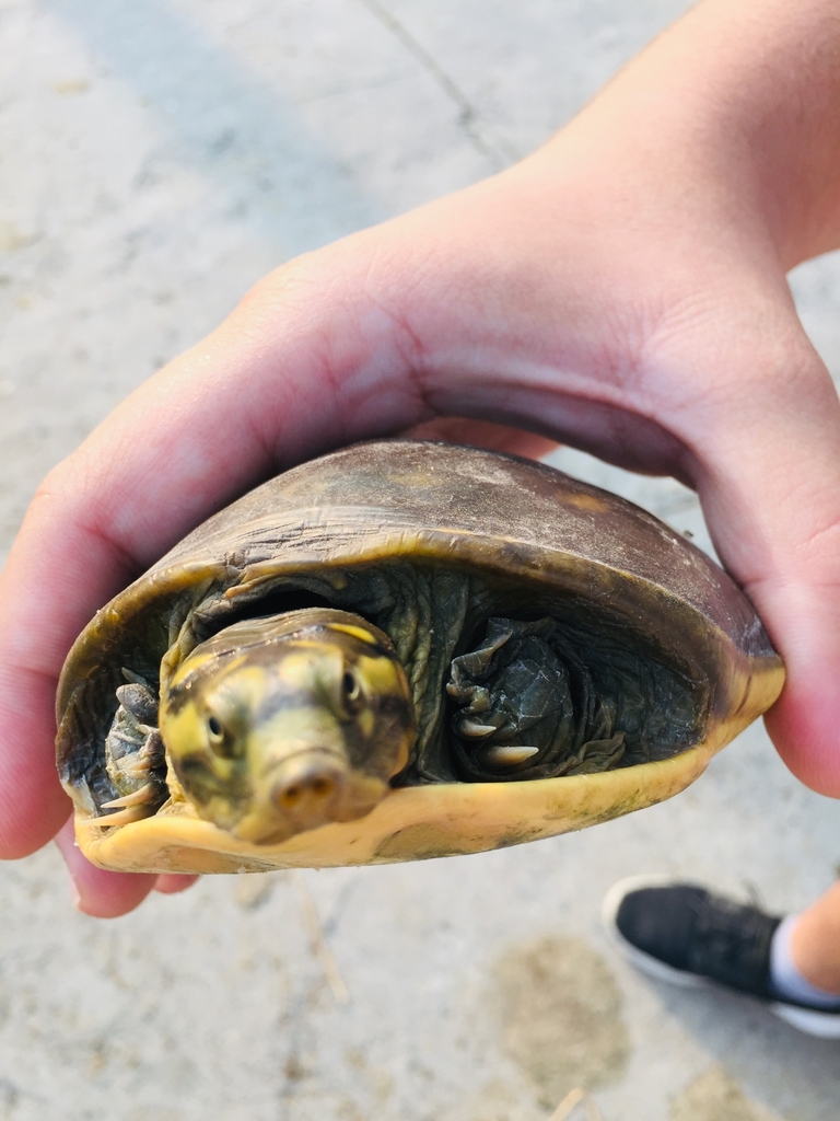 Indian Flapshell Turtle from Bawana Extension, Bawana, Delhi, 110039 ...