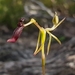 Narrow-lipped Hammer Orchid - Photo (c) Paul Winthrop, all rights reserved, uploaded by Paul Winthrop