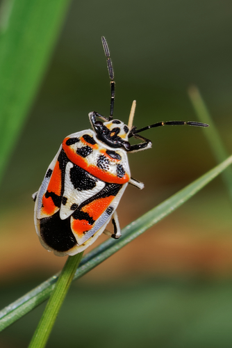 red cabbage bug