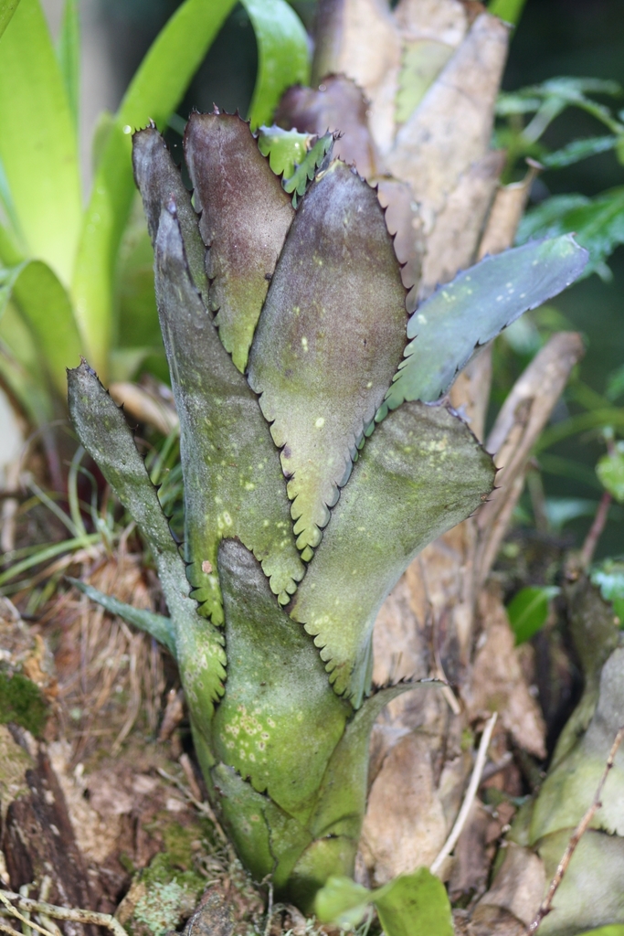 Billbergia sanderiana