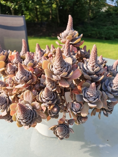 Orostachys boehmeri