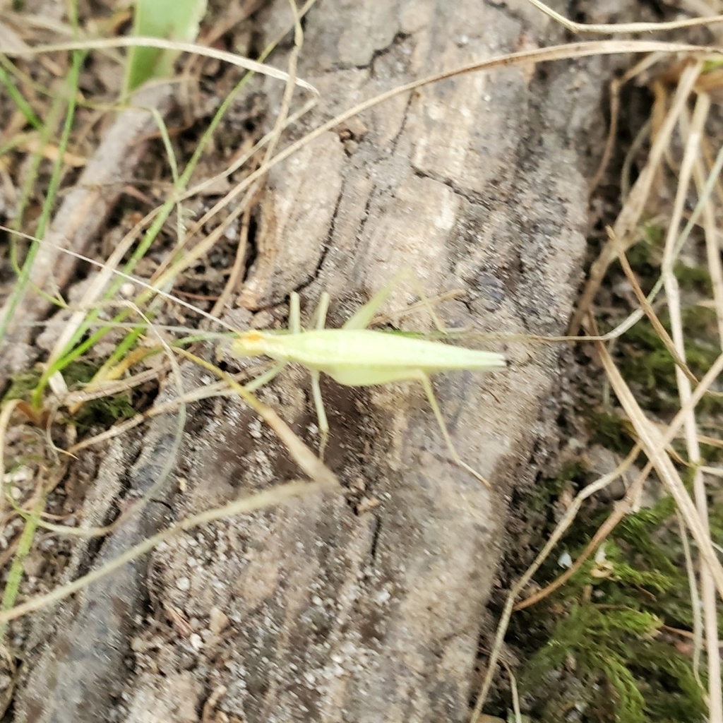Common Tree Crickets from Plymouth, MA 02360, USA on September 15, 2020