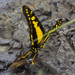 Orange Kite-Swallowtail - Photo (c) Theresa Bayoud, all rights reserved, uploaded by Theresa Bayoud