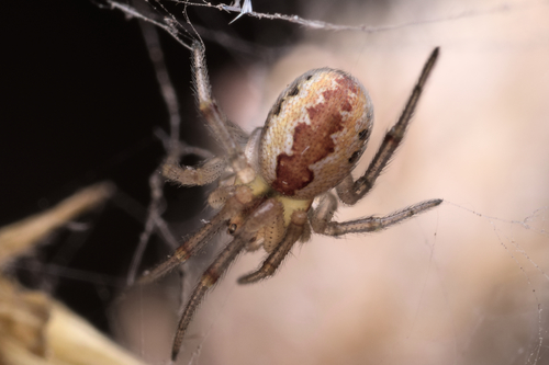 Kochiura aulica
