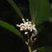 Ardisia cornudentata morrisonensis - Photo (c) greenlapwing, all rights reserved, uploaded by greenlapwing