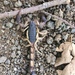 珠粒似刺尾蠍 - Photo (c) h_lara，保留所有權利