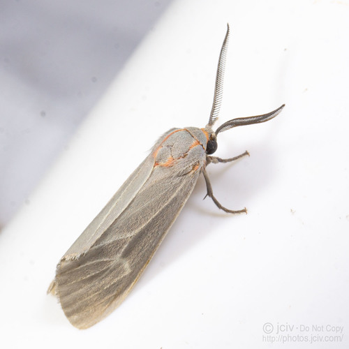 Pygarctia pterygostigma Dyar, 1909