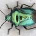 Blue Shield Bug - Photo (c) gernotkunz, all rights reserved, uploaded by gernotkunz