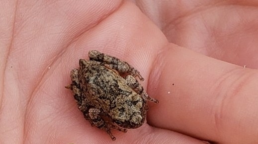 Gray Treefrog Species Complex in September 2020 by bugologist · iNaturalist