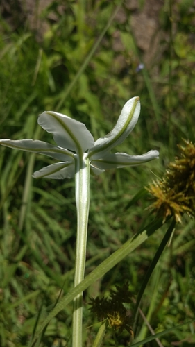 Mexican star