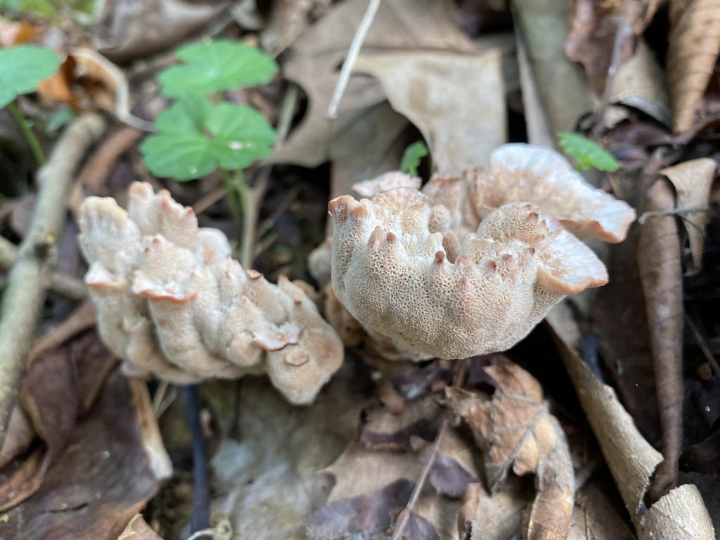 Blushing Rosette from Wayne National Forest, Logan, OH, US on September