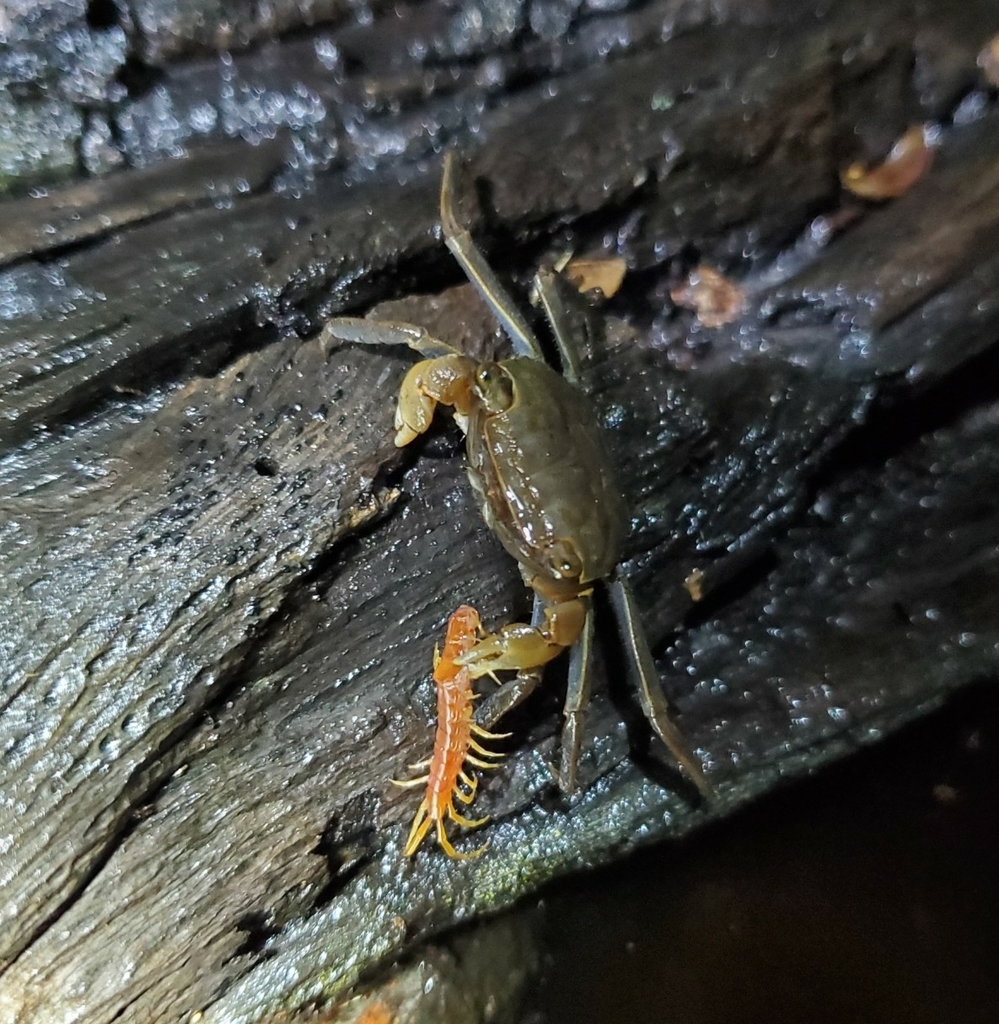 Squareback Marsh Crab in September 2020 by Harrison Faulk. Eating a ...