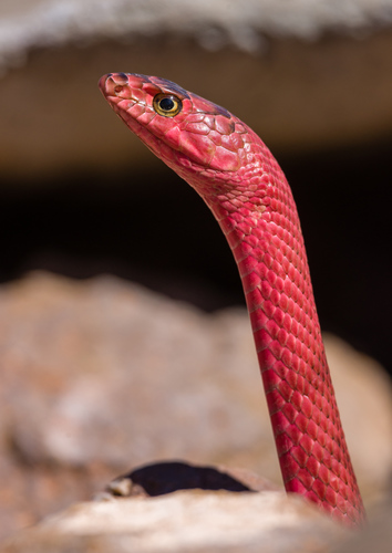 Coachwhip