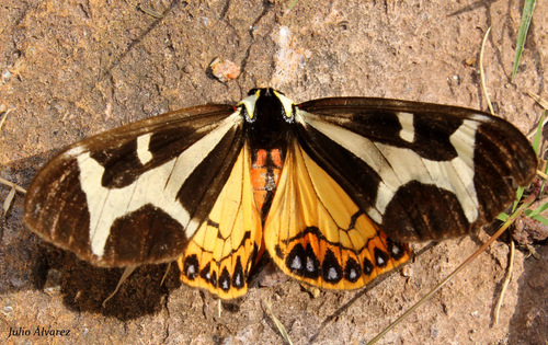 Northern Giant Flag Moth