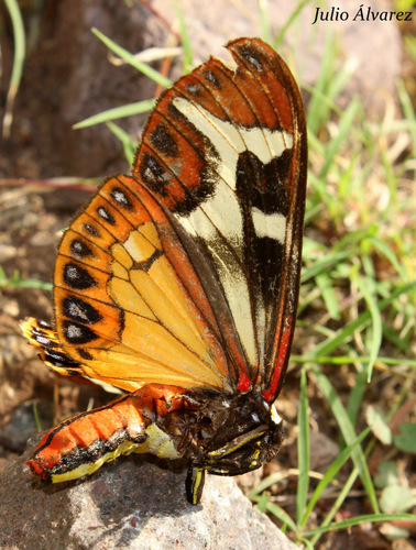 Northern Giant Flag Moth