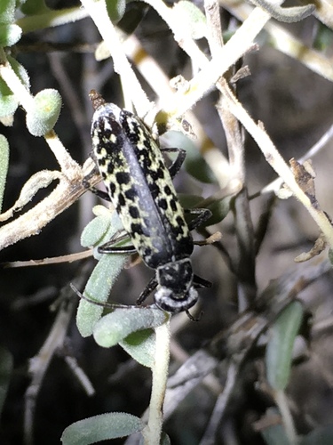 Epicauta magnomaculata