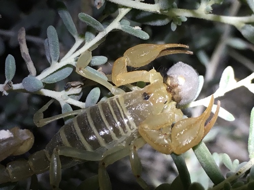 Paruroctonus shulovi