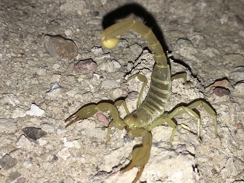 Paruroctonus shulovi