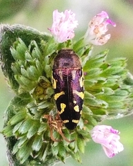 Acmaeodera pulchella image