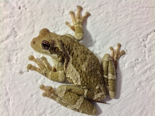Veined Tree Frog