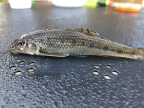 Common Gudgeon