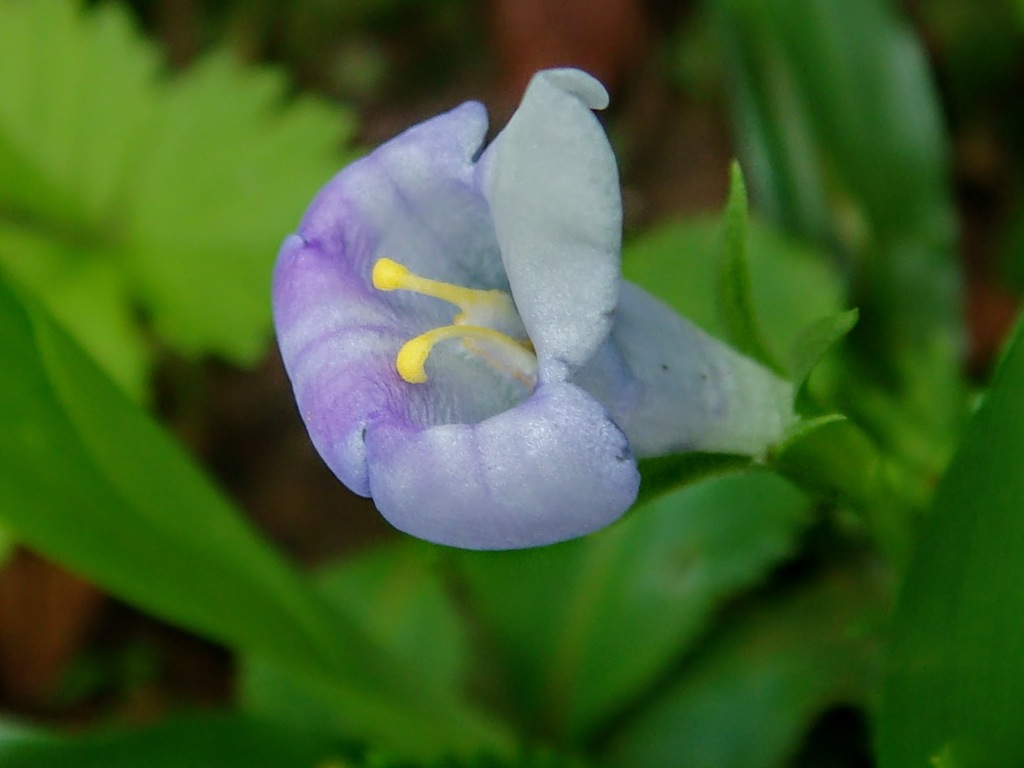 Bonnaya ruellioides (Bonnaya ruellioides)
