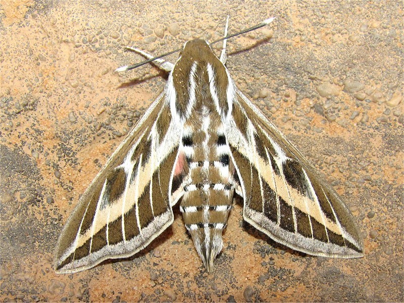 Striped hawk-moth: Hyles livornica - A birthday sphinx (Sphingidae) 