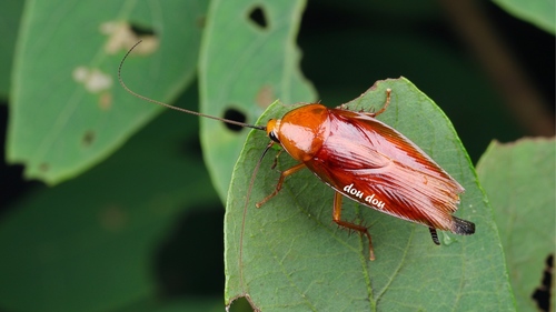 Episymploce sinensis · iNaturalist