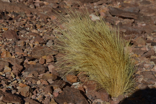 Pappostipa frigida