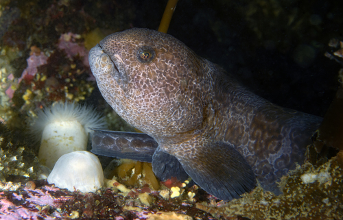 Wolf Eel