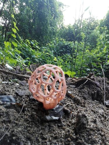 Clathrus natalensis