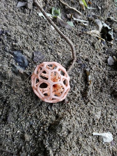Clathrus natalensis