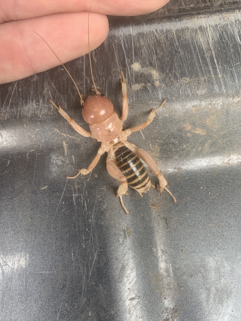 North American Jerusalem Crickets from Beaver, OK, US on September 07 ...