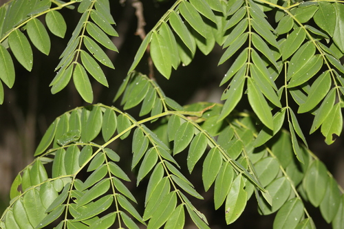 Coulteria platyloba