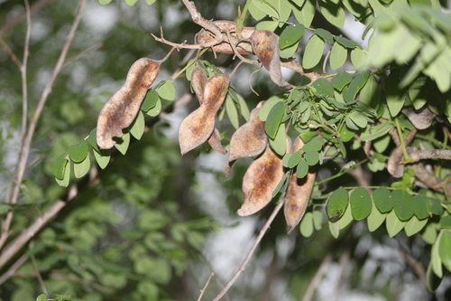 Coulteria platyloba