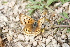 Lycaena helloides image