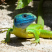 South Italian Green Lizard - Photo (c) Pasquale Marino, all rights reserved, uploaded by Pasquale Marino